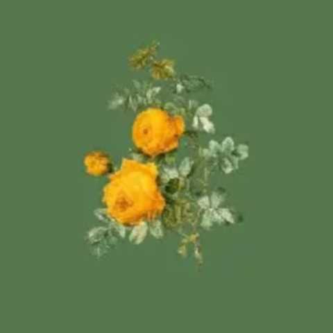 دانلود آهنگ هایده و محسن چاوشی و حمیرا به نام عاشقم کردی (هوش مصنوعی)